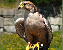 Photo: Lanner falcon