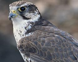 Photo: Saker falcon