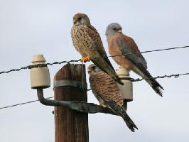 Photo: Lesser kestrel