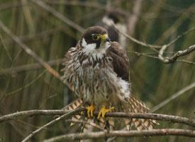 Photo: Eurasian hobby