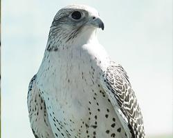 Photo: Gyrfalcon