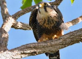 Photo: Aplomado falcon