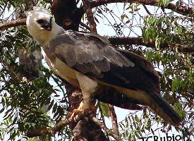 Photo: Harpy eagle