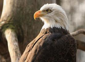 Photo: Bald eagle