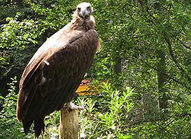 Photo: Cinereous vulture