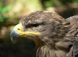 Photo: Steppe eagle