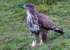 Photo: La buse variable au sein des accipitridae