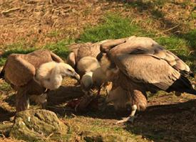 Photo: Eurasian griffon vulture