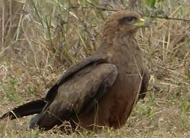 Photo: Black kite