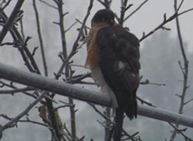 Photo: Eurasian sparrowhawk