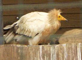 Photo: Egyptian vulture