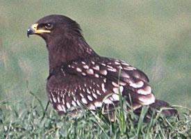 Photo: Greater spotted eagle