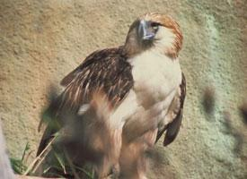 Photo: Philippine eagle