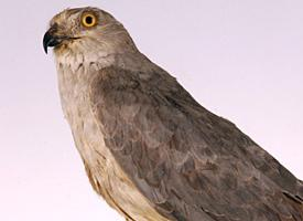 Photo: Pallid harrier