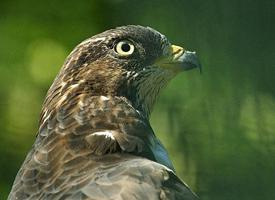 Photo: European honey buzzard