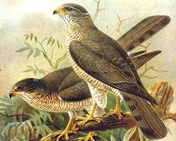 Photo: Levant sparrowhawk