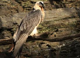 Photo: Bearded vulture