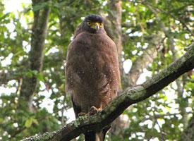 Photo: Sulawesi serpent eagle