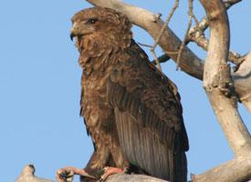 Photo: Bateleur