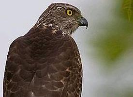 Photo: Shikra