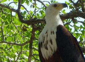 Photo: African fish eagle