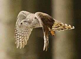 Photo: Eurasian goshawk