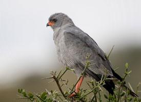 Photo: Dark chanting goshawk