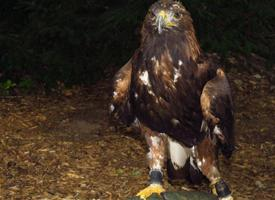 Photo: Golden eagle