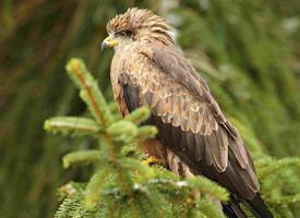 Photo: Red kite