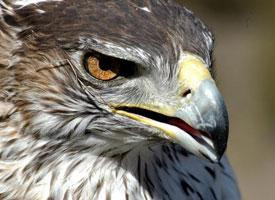 Photo: Aigle de bonelli