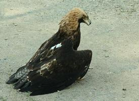 Photo: Aigle impérial