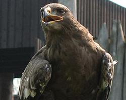 Photo: Lesser spotted eagle