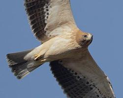 Photo: Booted eagle