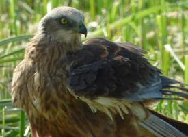 Photo: Western marsh harrier