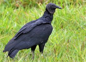 Photo: Black vulture