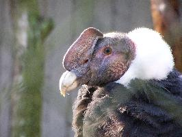 Photo: Andean condor