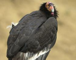 Photo: California condor