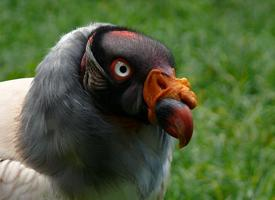 Photo: King vulture