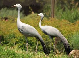 Photo: Blue crane