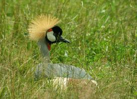 Photo: Grey crowned crane