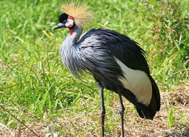 Photo: Black crowned crane