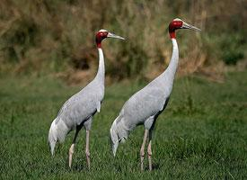 Photo: Sarus crane