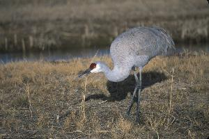 Photo: Sandhill crane