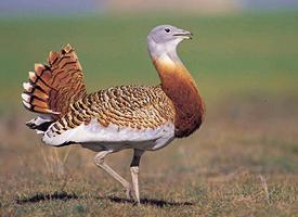 Photo: Great bustard