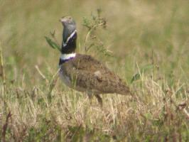 Photo: Little bustard