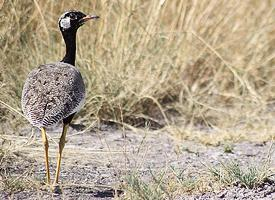 Photo: Northern black korhaan