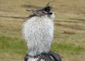 Photo: Kori bustard