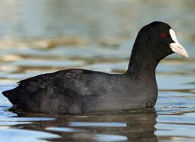 Photo: Eurasian coot