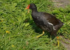 Photo: Common moorhen