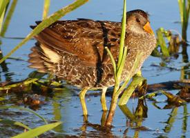 Photo: Spotted crake